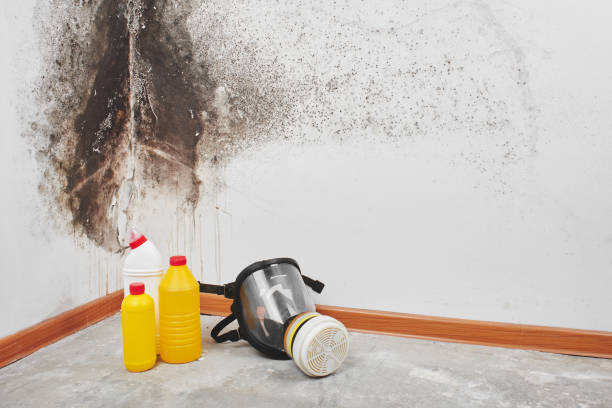 Best Residential Mold Removal  in Fairview, OR