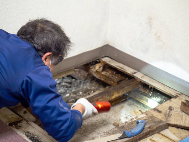 Best Mold Remediation  in Fairview, OR
