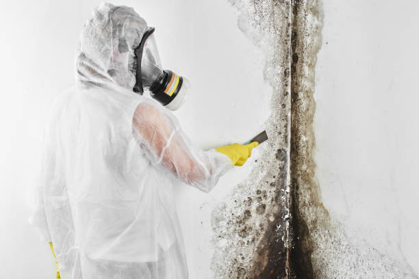 Professional Mold Removal in Fairview, OR