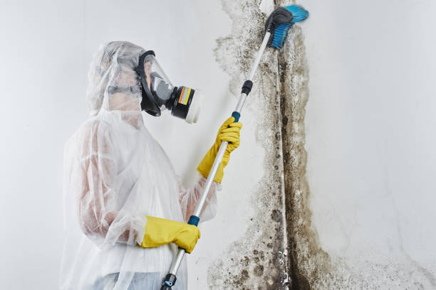 Attic Mold Removal in Fairview, OR