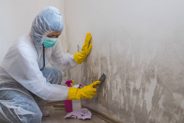 Best Mold Damage Repair  in Fairview, OR