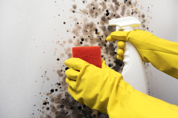 Best Best Mold Removal Companies  in Fairview, OR