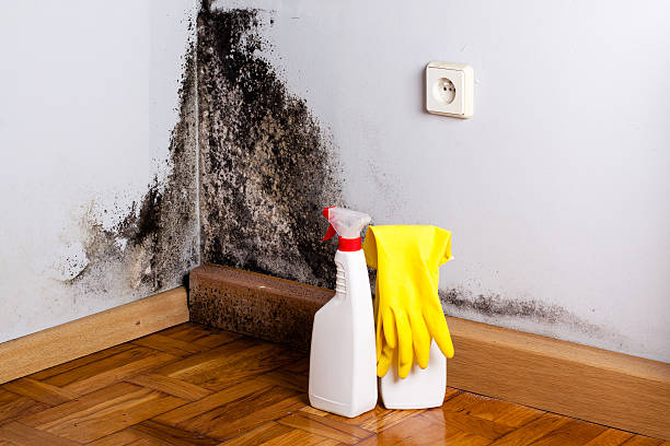 Best Best Mold Removal Companies  in Fairview, OR