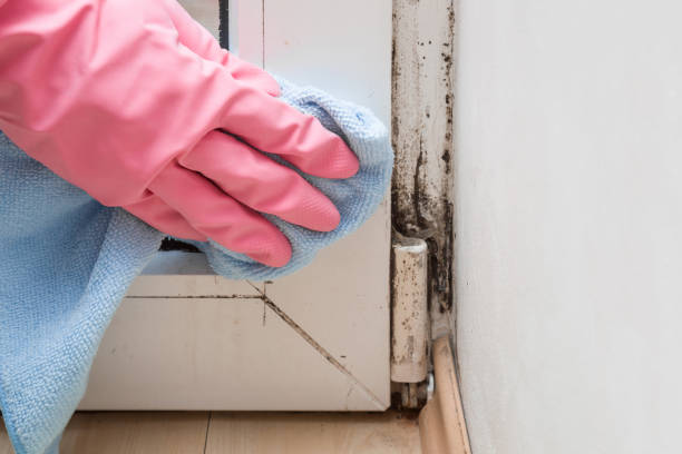 Best Residential Mold Removal  in Fairview, OR