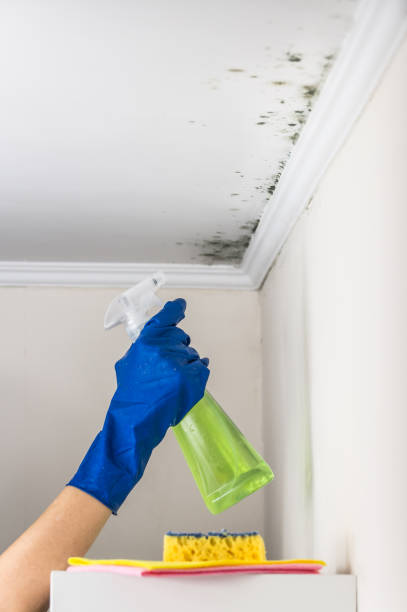 Best Mold Removal Specialists  in Fairview, OR