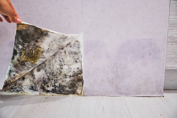 Best Mold Removal Near Me  in Fairview, OR
